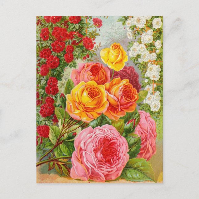 Vintage Seed Ad Postcard (Front)