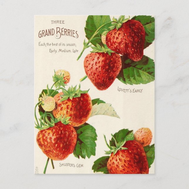 Vintage Seed Ad Postcard (Front)