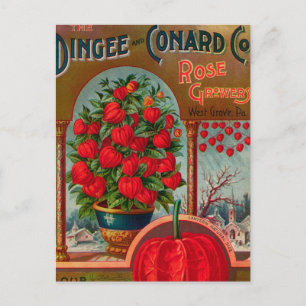 Vintage Seed Ad Postcard