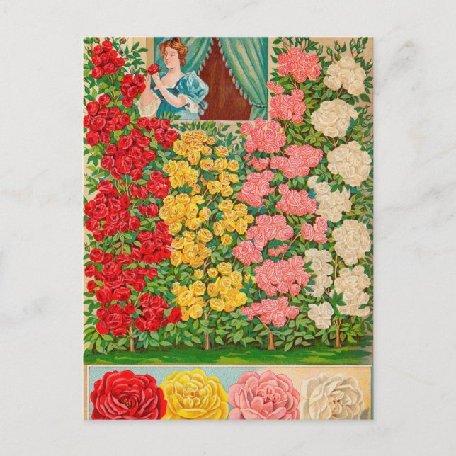 Vintage Seed Ad Postcard (Front)