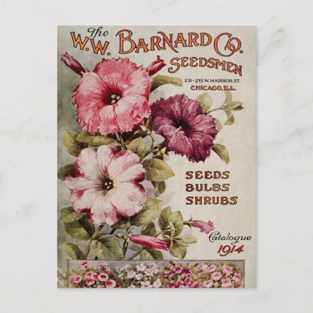 Vintage Seed Ad Postcard (Front)
