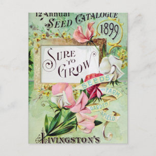 Vintage Seed Ad Postcard