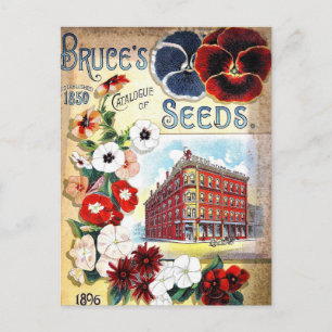 Vintage Seed Ad Postcard