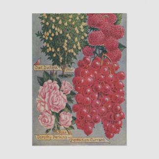 Vintage Seed Catalog, Dorothy Perkins Rose, Fruit Tissue Paper