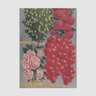 Vintage Seed Catalog Fruit and Flowers Tissue Paper