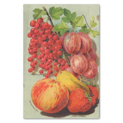 Vintage Seed Catalog Fruits Tissue Paper