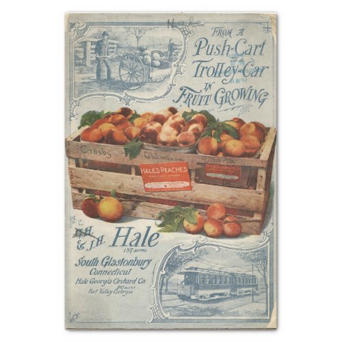 Vintage Seed Catalog Hales Peaches  Tissue Paper