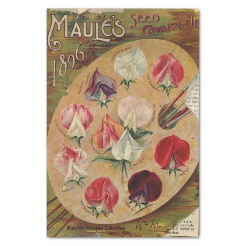 Vintage Seed Catalog Maules 1896 Sweet Peas Tissue Paper