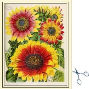 Vintage Seed Catalog Red and Gold Sunflowers Tissue Paper