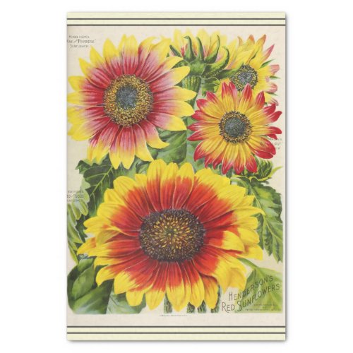 Vintage Seed Catalog Red and Gold Sunflowers Tissue Paper