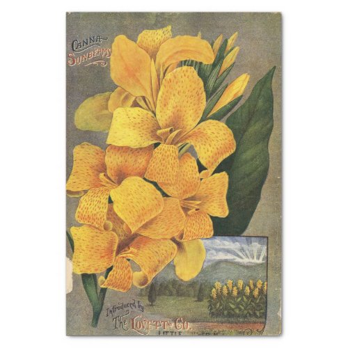 Vintage Seed Catalog The Lovett Co Canna Sunbeams Tissue Paper