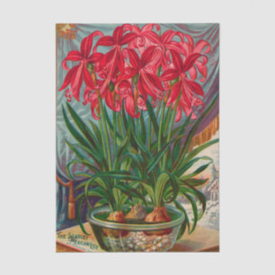 Vintage Seed Catalog The Scarlet Mexican Lily Tissue Paper