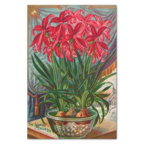 Vintage Seed Catalog The Scarlet Mexican Lily Tissue Paper