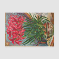 Vintage Seed Catalog The Scarlet Mexican Lily