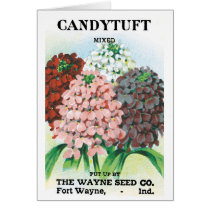 Vintage Seed Packet Art, Candytuft Garden Flowers