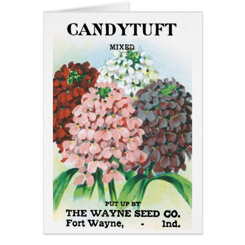Vintage Seed Packet Art Candytuft Garden Flowers