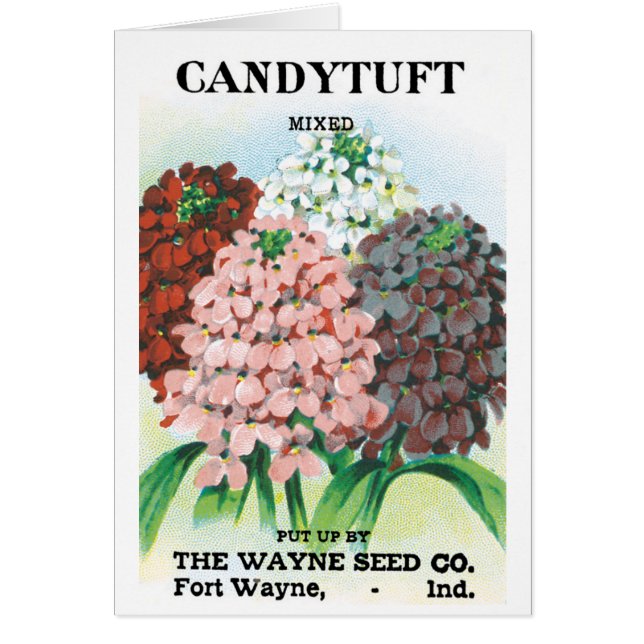 Vintage Seed Packet Art, Candytuft Garden Flowers (Front)