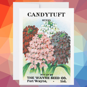 Vintage Seed Packet Art, Candytuft Garden Flowers