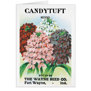 Vintage Seed Packet Art, Candytuft Garden Flowers Cards