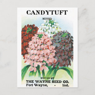 Vintage Seed Packet Art, Candytuft Garden Flowers Postcard