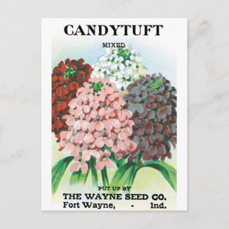 Vintage Seed Packet Art, Candytuft Garden Flowers Postcard