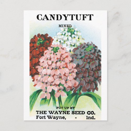 Vintage Seed Packet Art Candytuft Garden Flowers Postcard