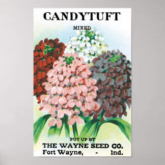Vintage Seed Packet Art, Candytuft Garden Flowers Poster