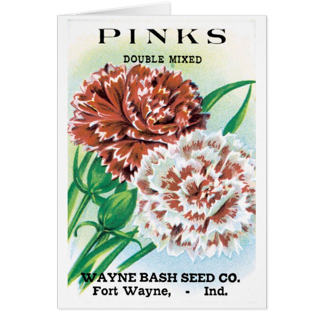 Vintage Seed Packet Art, Pinks Carnation Flowers Cards (Front)