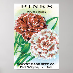 Vintage Seed Packet Art, Pinks Carnation Flowers Poster