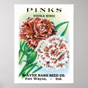 Vintage Seed Packet Art, Pinks Carnation Flowers Poster