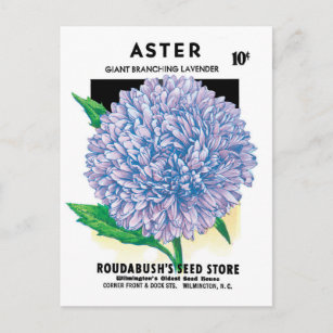 Vintage Seed Packet Art, Purple Aster Flowers Postcard