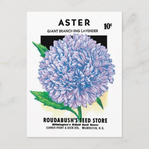 Vintage Seed Packet Art Purple Aster Flowers Postcard