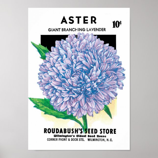 Vintage Seed Packet Art, Purple Aster Flowers Poster (Front)