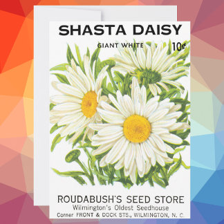 Vintage Seed Packet Art, Shasta Daisy Flowers