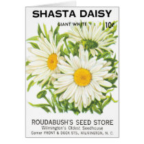 Vintage Seed Packet Art, Shasta Daisy Flowers