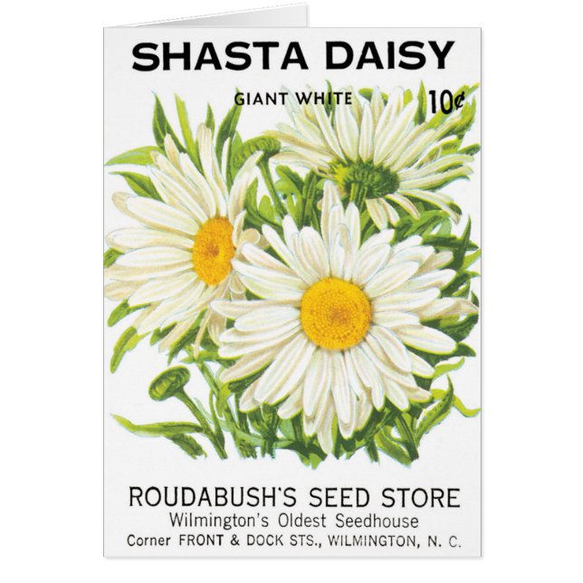 Vintage Seed Packet Art, Shasta Daisy Flowers (Front)