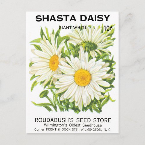 Vintage Seed Packet Art Shasta Daisy Flowers Postcard