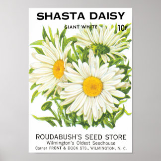 Vintage Seed Packet Art, Shasta Daisy Flowers Poster