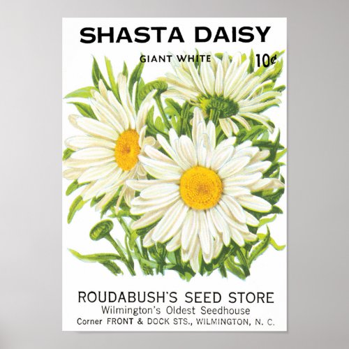 Vintage Seed Packet Art Shasta Daisy Flowers Poster