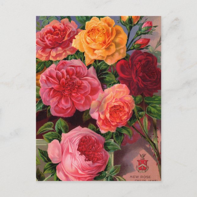 Vintage Seed Packet Cards, Postage and Gifts Postcard (Front)