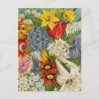 Vintage Seed Packet Catalog Cards, Postage, Gifts Postcard