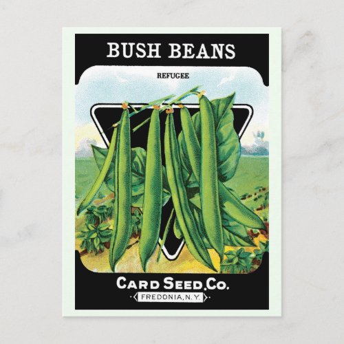 Vintage Seed Packet Label Art Bush Bean Veggies Postcard
