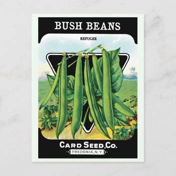 Vintage Seed Packet Label Art, Bush Bean Veggies Postcard | Zazzle.com