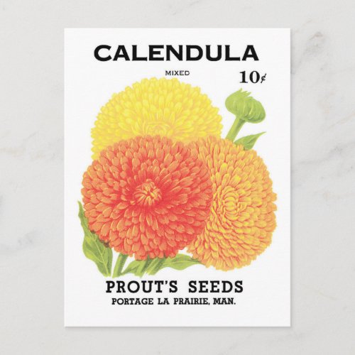 Vintage Seed Packet Label Art Calendula Flowers Postcard