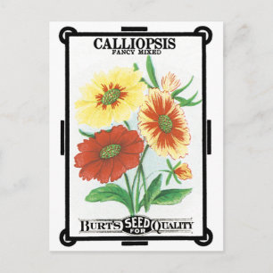 Vintage Seed Packet Label Art, Calliopsis Flowers Postcard