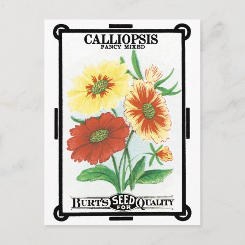 Vintage Seed Packet Label Art Calliopsis Flowers Postcard