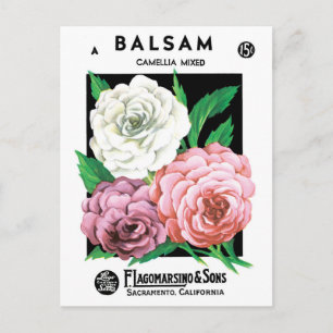 Vintage Seed Packet Label Art, Camellia Flowers Postcard