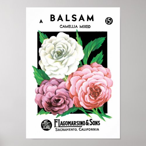 Vintage Seed Packet Label Art Camellia Flowers Poster