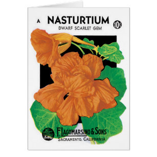 Vintage Seed Packet Label Art, Nasturtium Flowers