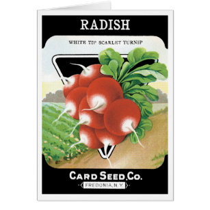 Vintage Seed Packet Label Art, Scarlet Radishes
